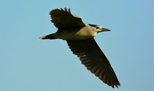 Tipologie di mangiatoie per gli uccelli selvatici - LIPU - Sezione di  Brescia